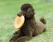 Poodle lying in grass with a frisbee