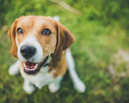 Close up of a dog looking up